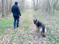 Немски овчарки , снимка 14