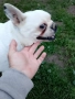 женски френски булдог , снимка 3