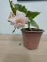 КАСКАДНИ МНОГОГОДИШНИ БЕГОНИ , снимка 8