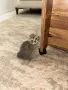 🐱 Продават се 3 прекрасни котета 🐱, снимка 1