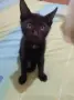 Подаряват се три спасени малки котенца, снимка 2