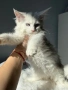 Мейн кун котенца / Мейн куун котенца / Maine coon kittens, снимка 3