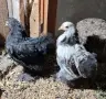 Продавам мини кохин, снимка 2