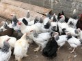 Невероятни БРАМА кокошки , снимка 18