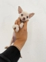 Чихуахуа Chihuahua mini, снимка 2