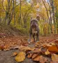 Френски булдог ., снимка 4