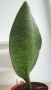 Sansevieria Masoniana - Whale fin ( Сансевиера Китова перка ), снимка 4