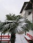 Семена от Трахикарпус -студоустойчива палма, снимка 1 - Градински цветя и растения - 44285156