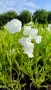 Продава се Руелия, Мексиканска петуния, Ruellia,  Mexican Petunia!!, снимка 9