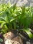 продавам палма трахикарпус студоустойчива 3,50 за бр и семена пресни , снимка 1 - Разсади - 41623948
