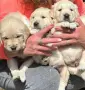 Голдън ретривър мъжки и женски чистокръвни, снимка 1