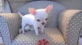 Мини чихуахуа, снимка 11