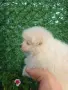 Мини шпиц померан, снимка 4