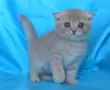 Шотландски клепоухи котенца, снимка 2