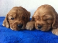 кокер шпаньол момче родословен баща , снимка 6