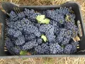 Продавам грозде, снимка 4
