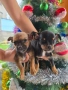 мини чиху пинчери, снимка 6