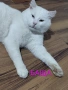 бяло мъжко коте, сини очи, 5 мес., снимка 14