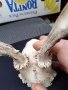Малък череп сръндак, снимка 2