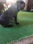Кане Корсо женски , снимка 1