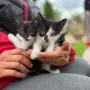 Котета ангорчета , снимка 3