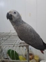 Продавам папагали Жако, снимка 1