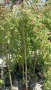 Salix integra pendula (Японска плачеща върба), снимка 2