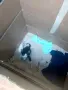 Малко котенце търси любящ дом, снимка 2
