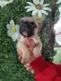 Френски булдог french bulldog , снимка 7