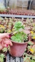 Седум палмери, Sedum palmeri, студоустойчив , снимка 10
