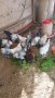 Холандски гащати кокошки, снимка 1