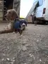 Ловджийско куче , снимка 6