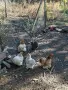мини кохин кокошки, снимка 2