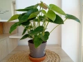 Антуриум , снимка 6