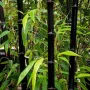 100 бр. ЧЕРНИ бамбукови семена - Phyllostachys nigra - Издръжлив рядък вид вечнозелен черен бамбук, снимка 8