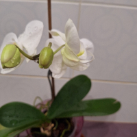 Орхидея , снимка 1 - Стайни растения - 44657653