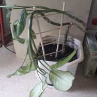 Дифенбахия - стайно растение в саксия, снимка 2 - Стайни растения - 34558241