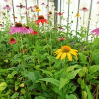 Ехинацея, студоустойчива, различни цветове, снимка 3 - Градински цветя и растения - 41461890