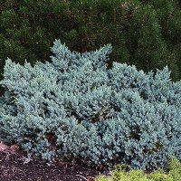 Juniperus squamata 'Blue Star', Хвойна Синя Звезда, снимка 3 - Градински цветя и растения - 39479257