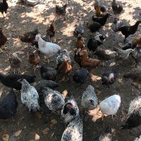 Катунски кокошки и петли , снимка 8 - Кокошки и пуйки - 41337210