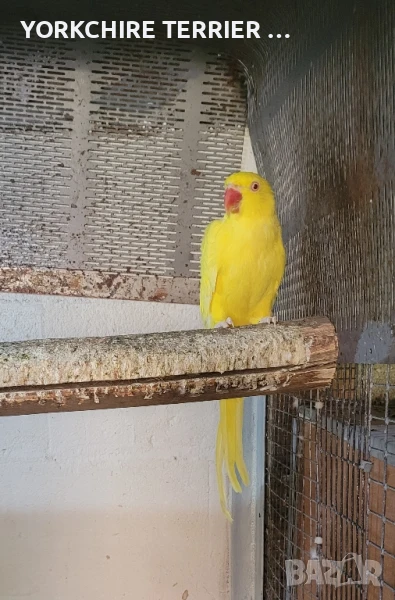 Малък александър женски , снимка 1