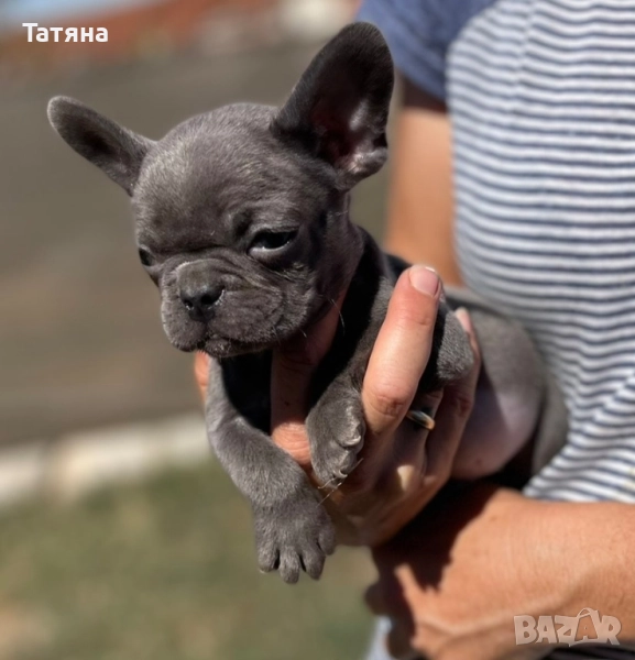 Син Френски Булдог , снимка 1