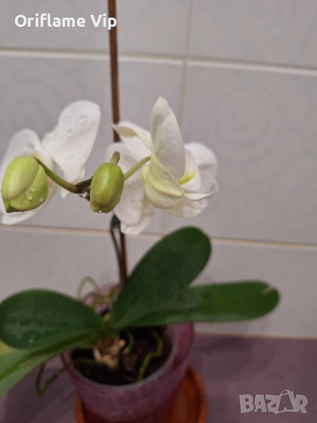 Орхидея , снимка 1