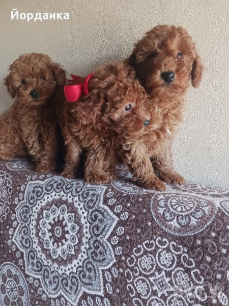 Пудел той, снимка 1