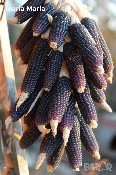 Пуканки - царевица, семена, снимка 1