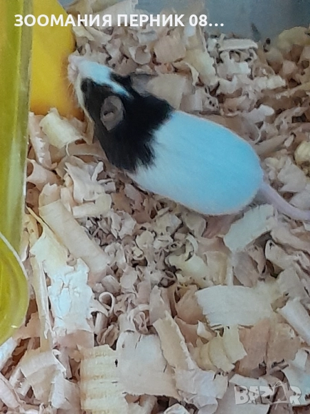 мишка панда, снимка 1