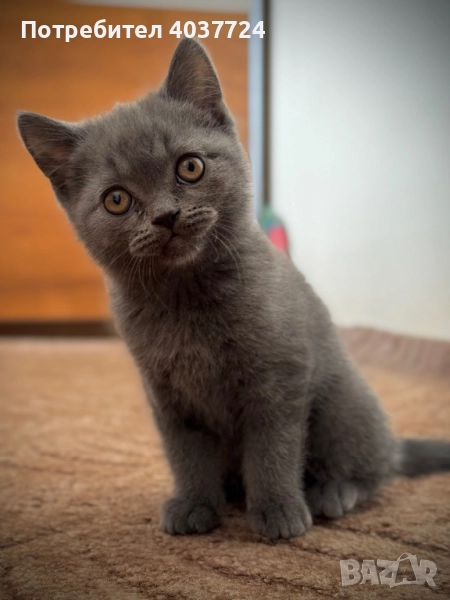 Британски късокосмести котета, снимка 1