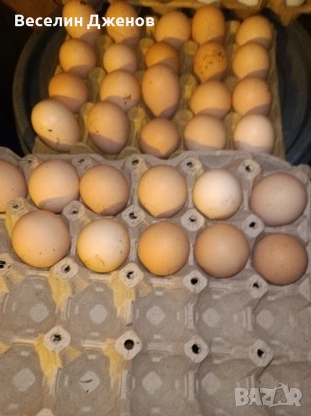 синьояребична Брама , снимка 1