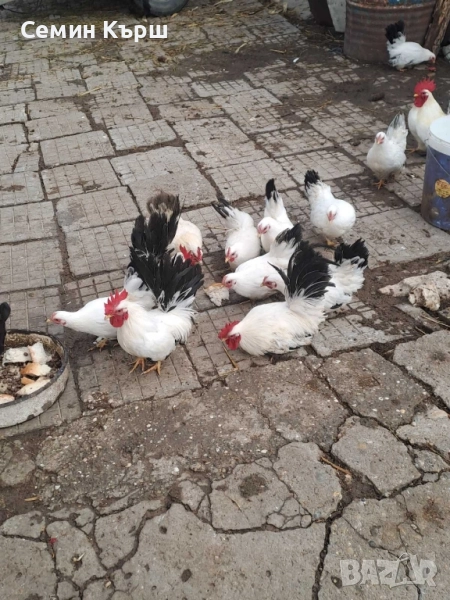 Шабо млади пилета , снимка 1