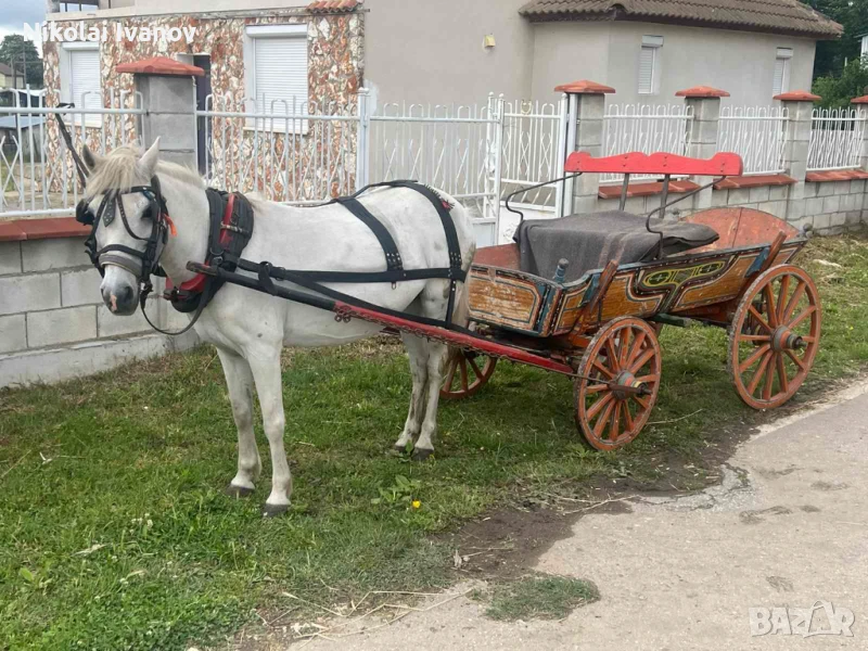 Продавам кобила, снимка 1